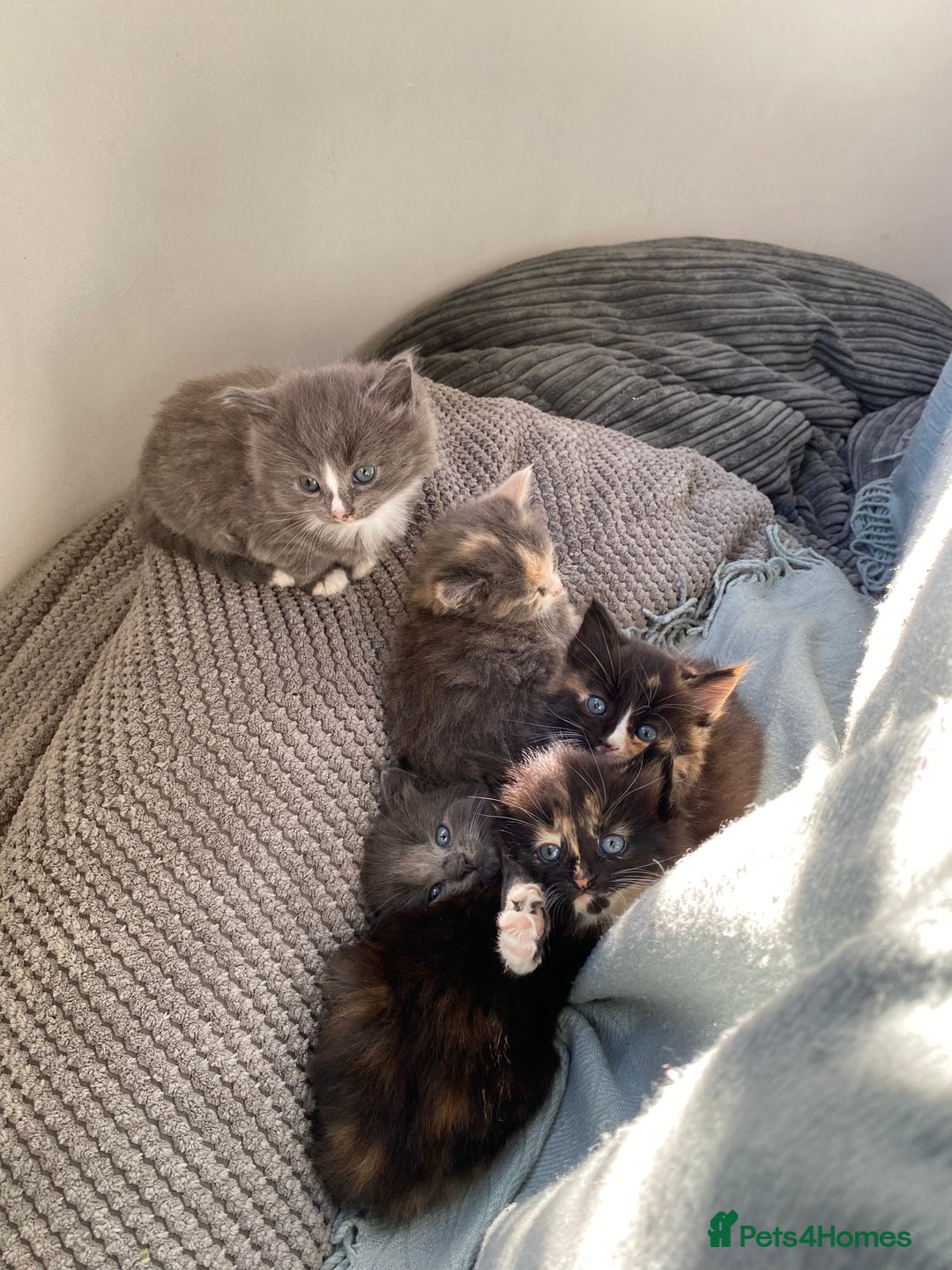Mixed Breed cats for sale: Beautiful kittens for sale - Image 1