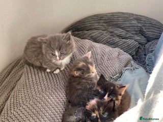 Mixed Breed cats - Advert 15