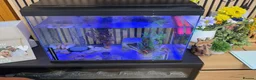 Axolotl reptiles for sale: Axolotl looking for new home  - Advert 2