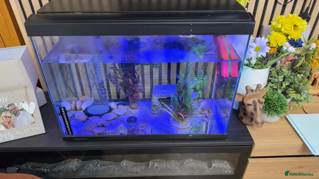 Axolotl reptiles for sale: Axolotl looking for new home  - Advert 2