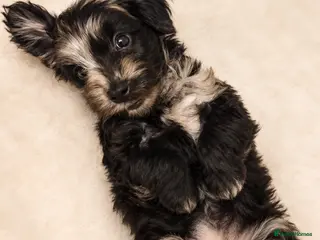 Cockapoo dogs Toy cockapoo F1b - Advert 1