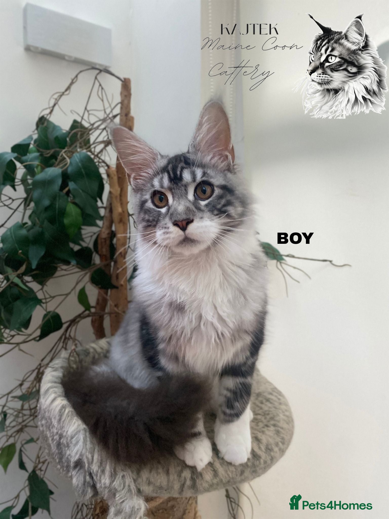 Maine Coon cats AMAZING TICA REGISTERED  SHADED LINE  - Advert 10