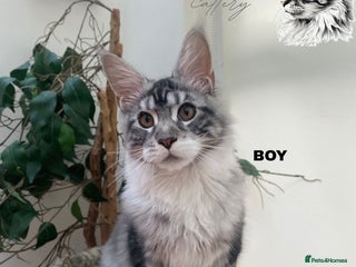 Maine Coon cats AMAZING TICA REGISTERED SHADED LINE - Advert 3