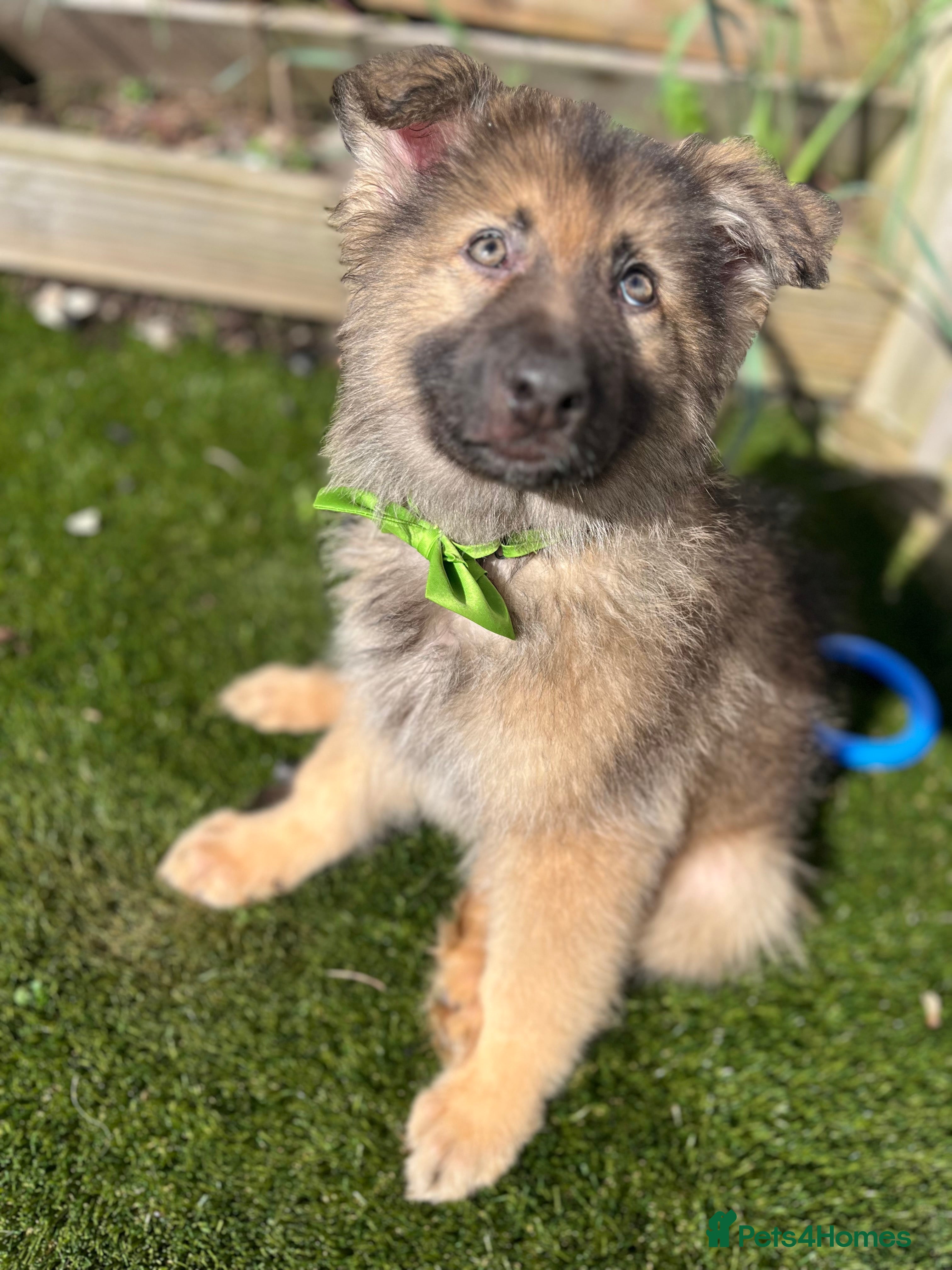 German Shepherd dogs Isabella / sable one remaining 1600 200 deposit . - Advert 13