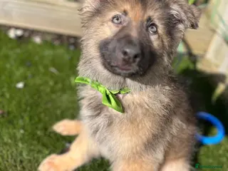 German Shepherd dogs Isabella / sable one remaining 1600 200 deposit . - Advert 13