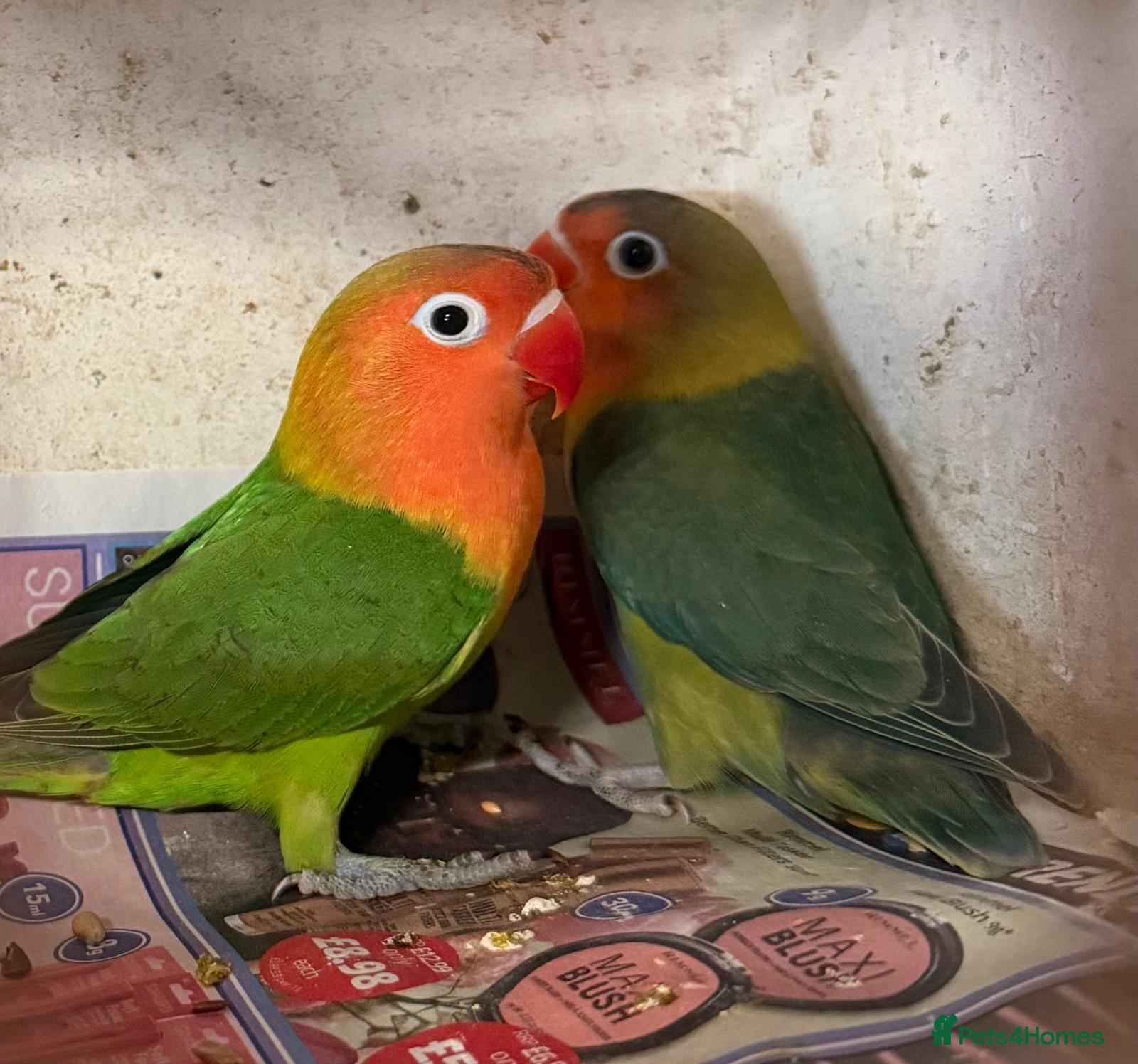 Lovebirds birds for sale: 🌟Baby Love birds | 7 weeks old | Hand Fed in York - Advert 3