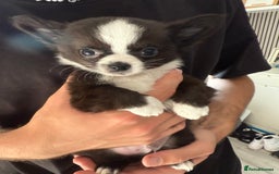 Chihuahua dogs for sale: LAST LITTLE BOY - long coat  READY NOW - Image 5