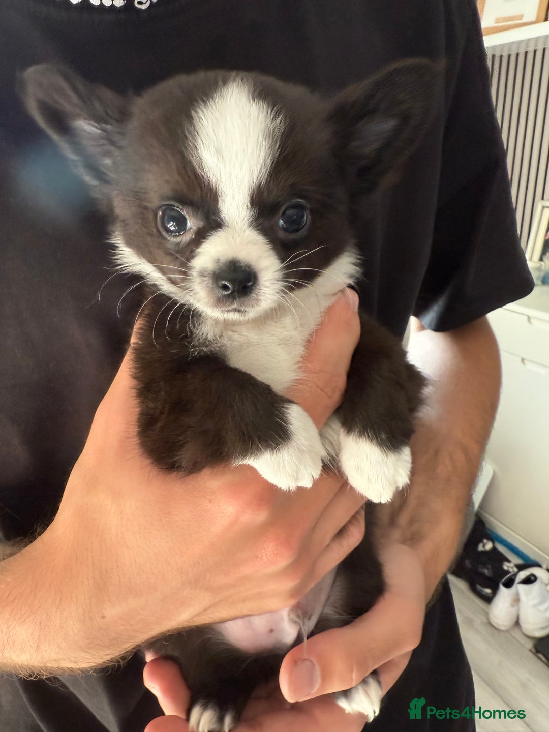 Chihuahua dogs for sale: LAST LITTLE BOY - long coat  READY NOW - Image 5