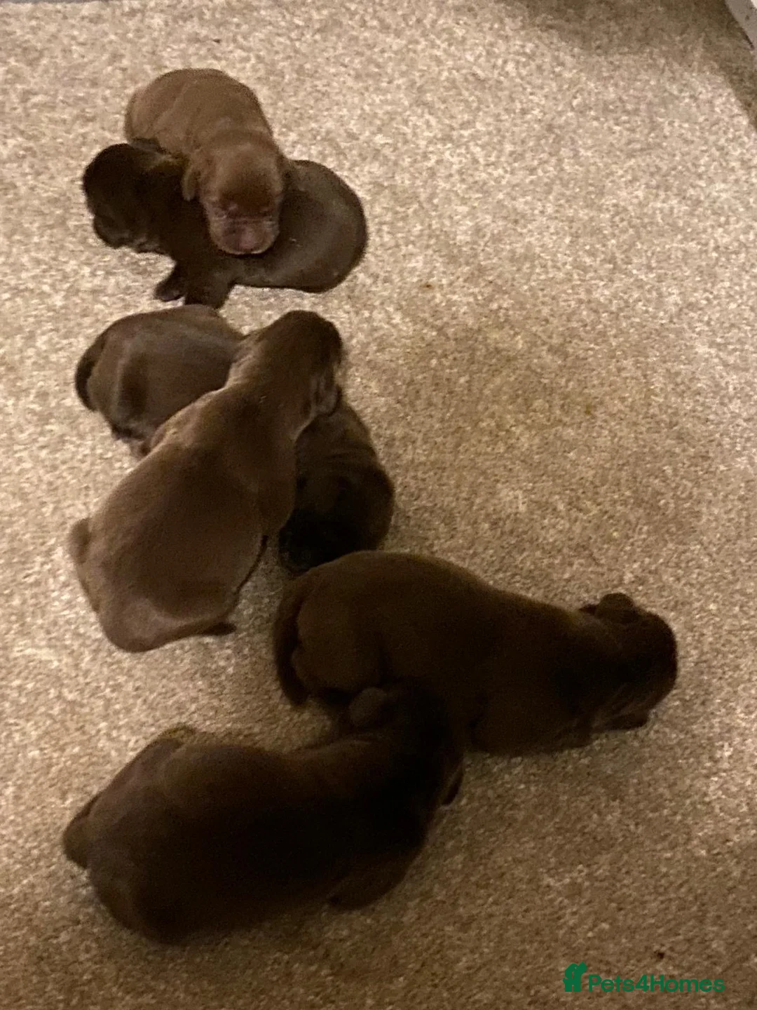 Labrador Retriever dogs for sale: Quality Chocolate Labrador Pups, KC Reg. Ready 7/3 - Advert 11