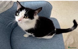 Mixed Breed cats for sale: Kitten for sale (14 weeks old)  - Image 12