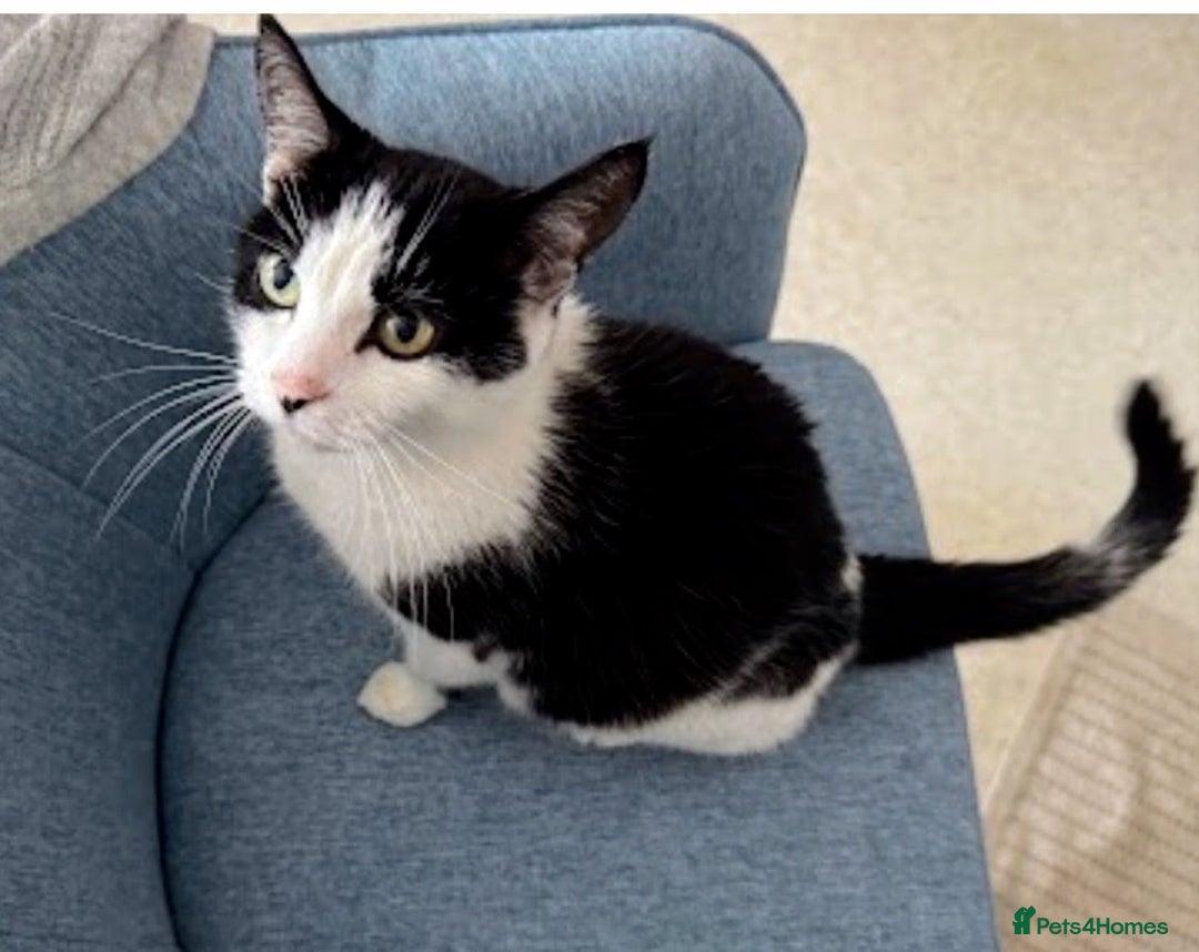 Mixed Breed cats for sale: Kitten for sale (14 weeks old)  - Image 12
