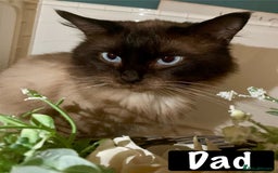 Mixed Breed cats for sale: Beautiful kittens Ready now Open to offers  in Chester - Image 37