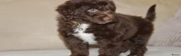 Aussiedoodle dogs for sale: Aussiedoodle F1 Health Tested KC registered parent - Advert 4