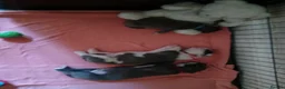 Cane Corso dogs for sale: Cane corso pup in Birmingham - Advert 5