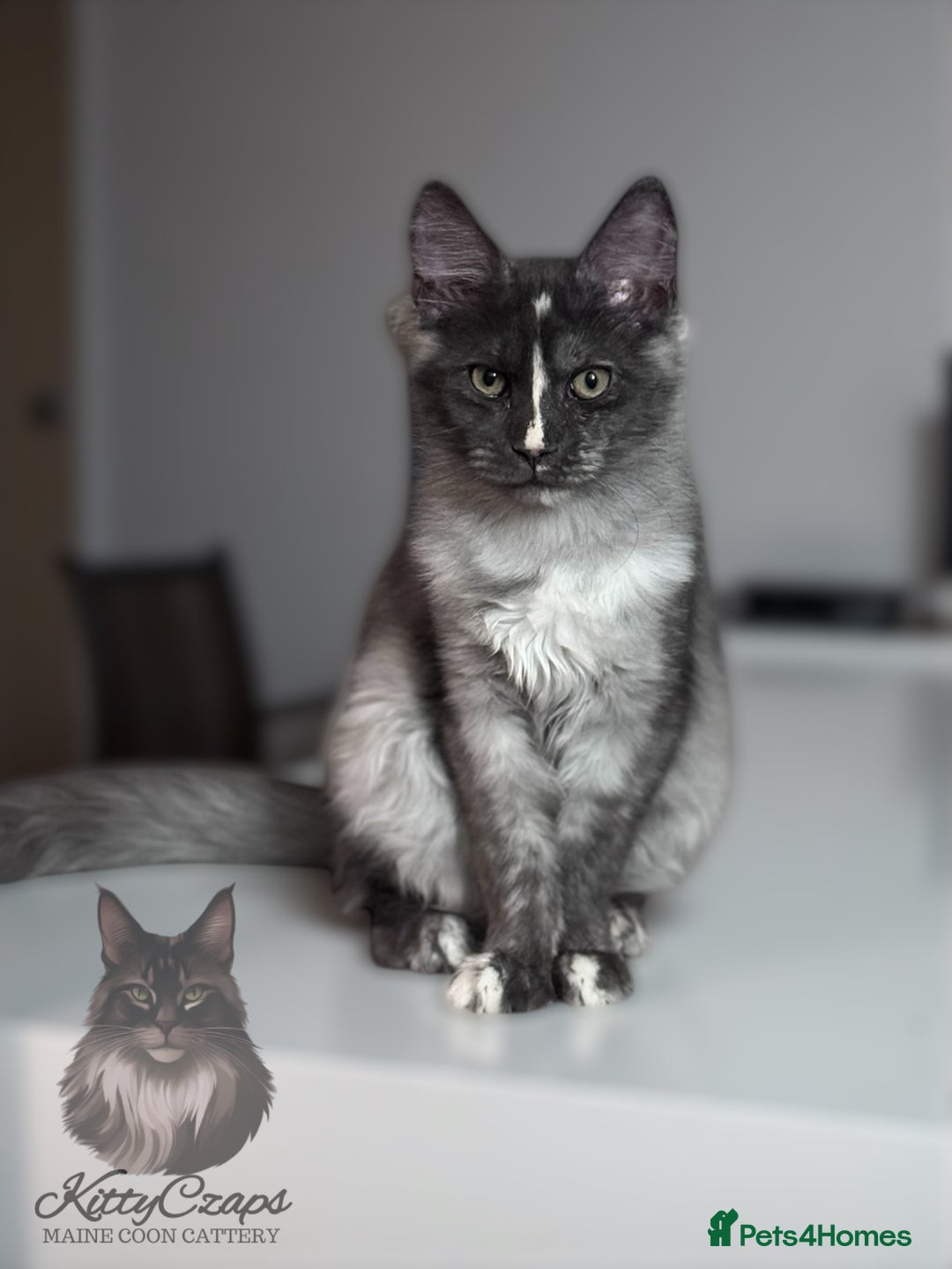 Maine Coon cats for sale: 🌟🌟 The last unique girl🩷 Maine Coon  🌟🌟 - Image 4