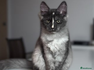 Maine Coon cats - Advert 4