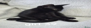 Mixed Breed 7
