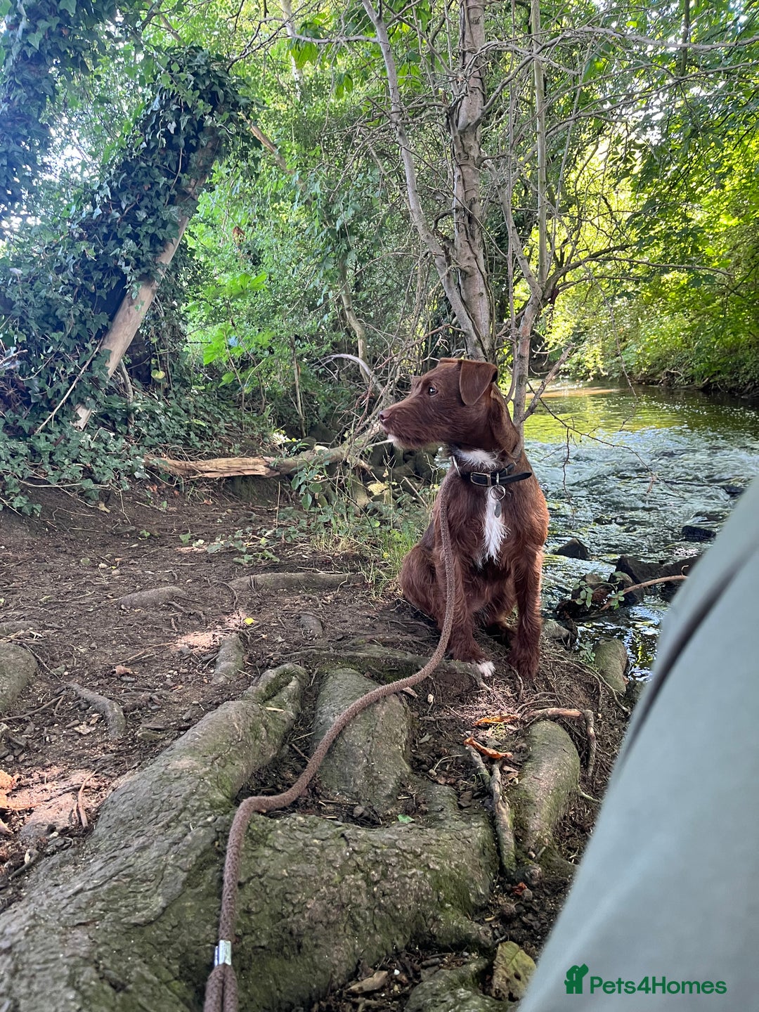 Patterdale Terrier dogs for sale: PATTERDALE TERRIER PUPS. (DOCKED) - Advert 2