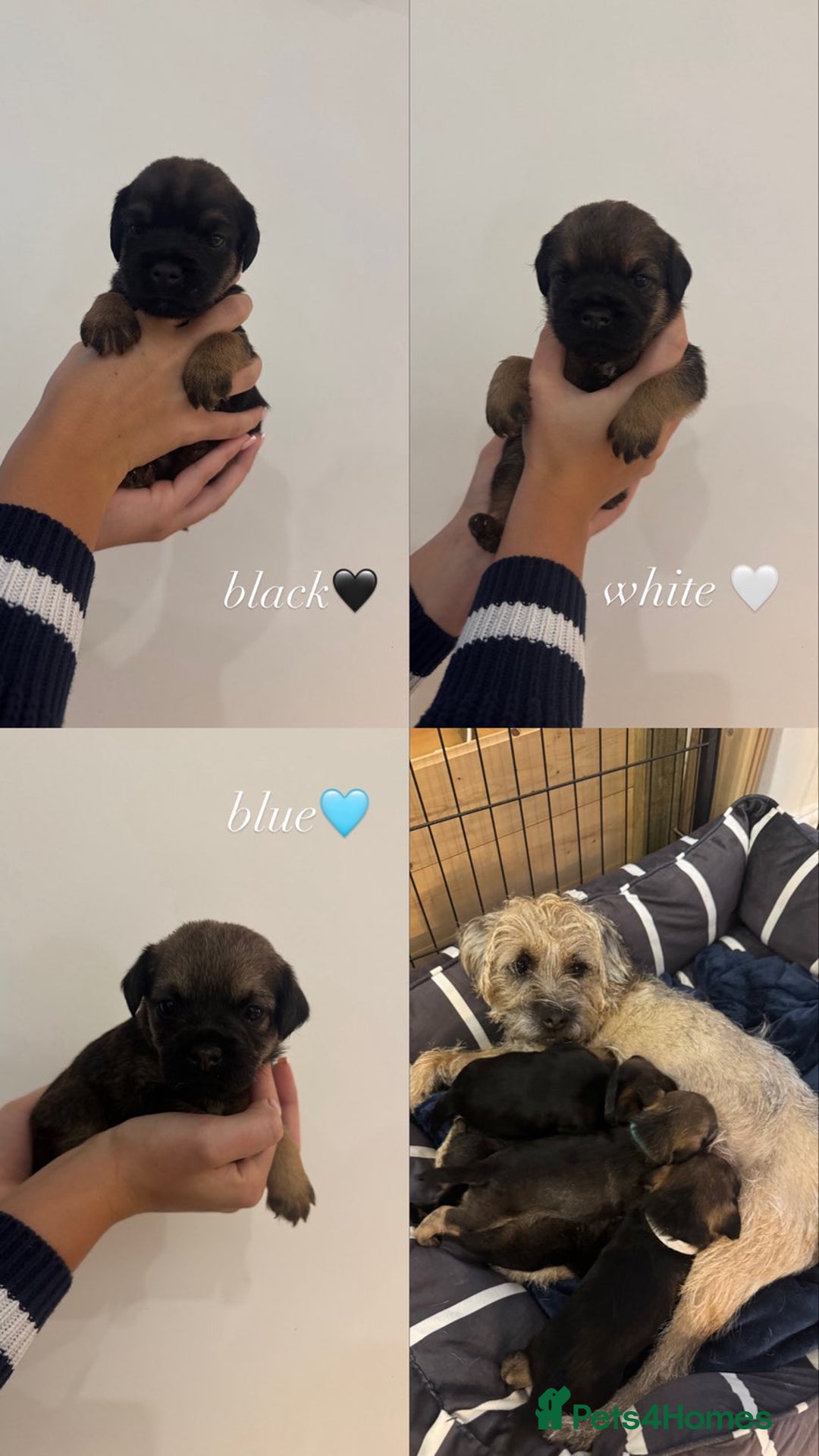 Border Terrier dogs for sale: BORDER TERRIER PUPS - Advert 7