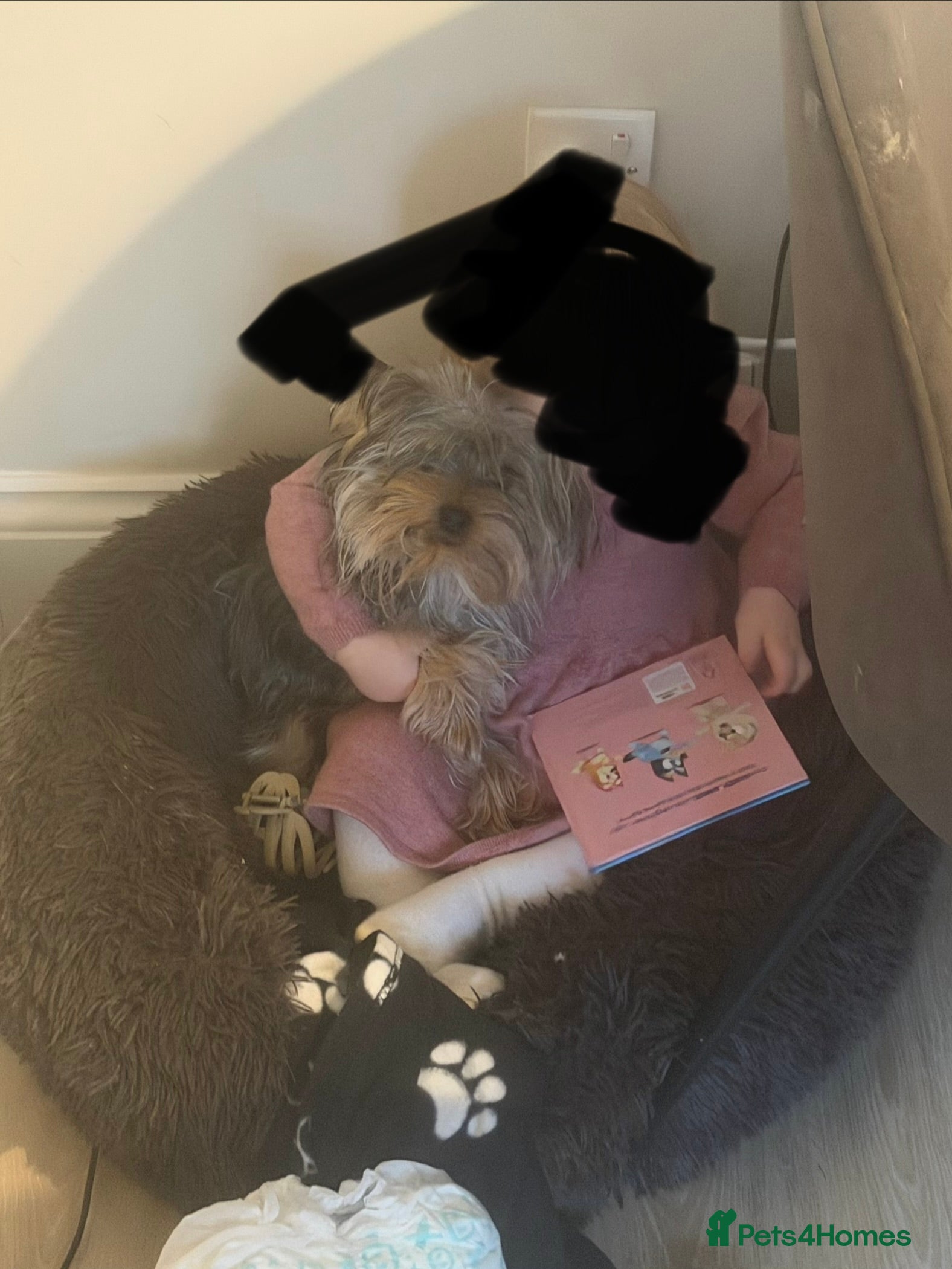 Yorkshire Terrier dogs 11 month old Yorkshire terrier for sale  in Colchester - Advert 14