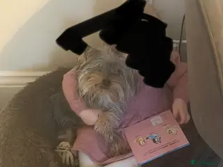 Yorkshire Terrier dogs 11 month old Yorkshire terrier for sale in Colchester - Advert 8