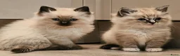 Ragdoll cats for sale: Stunning ragdoll kittens - Advert 24