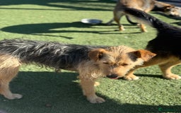 Mixed Breed dogs for adoption: Sweet Trixie Needs LOVE - Image 3