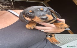Miniature Dachshund dogs for sale: Beautiful miniature dachshund puppies - Image 28