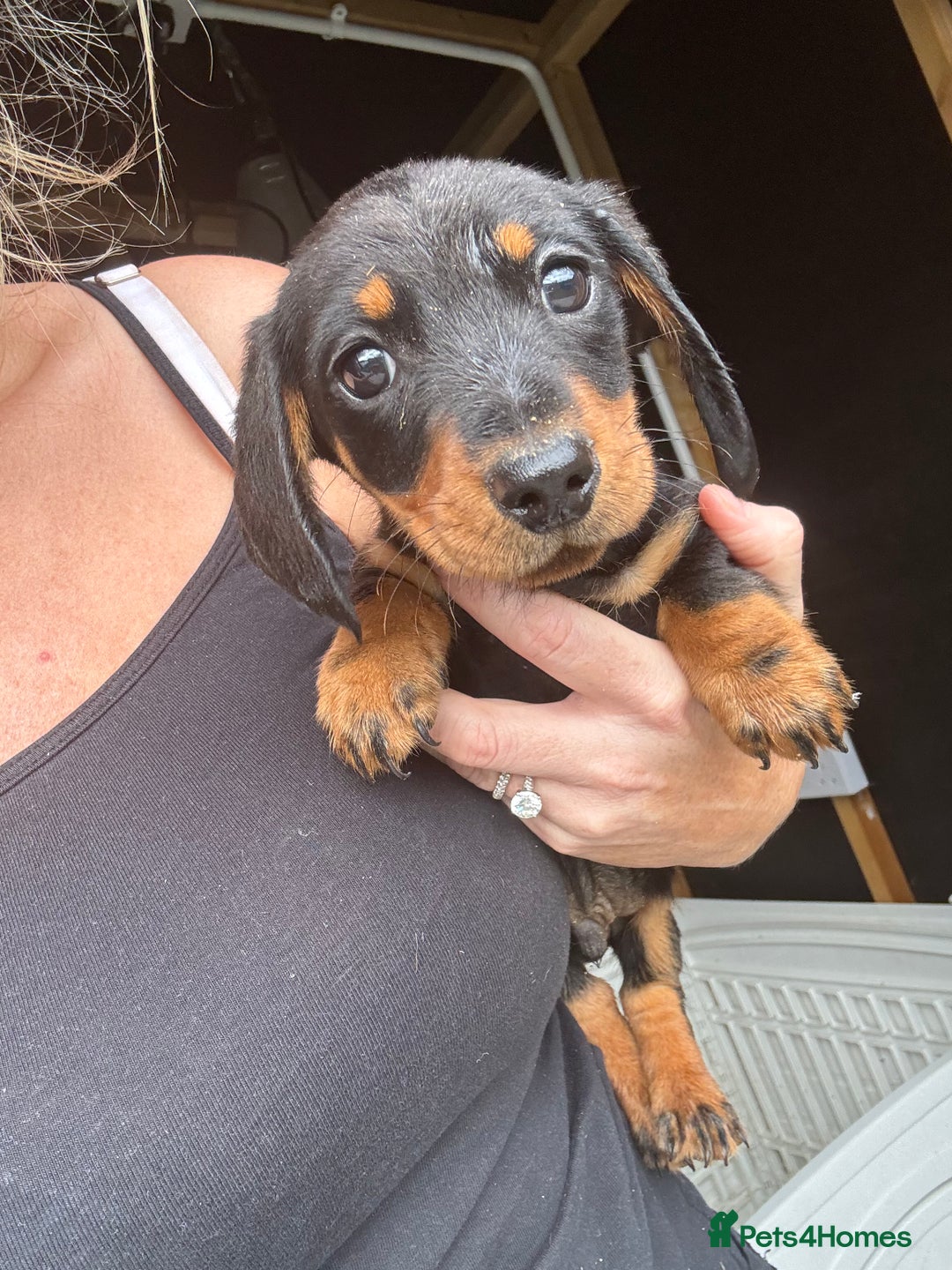 Miniature Dachshund dogs for sale: Beautiful miniature dachshund puppies - Image 28