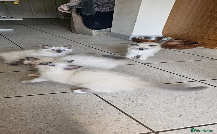 Ragdoll cats - Advert 2