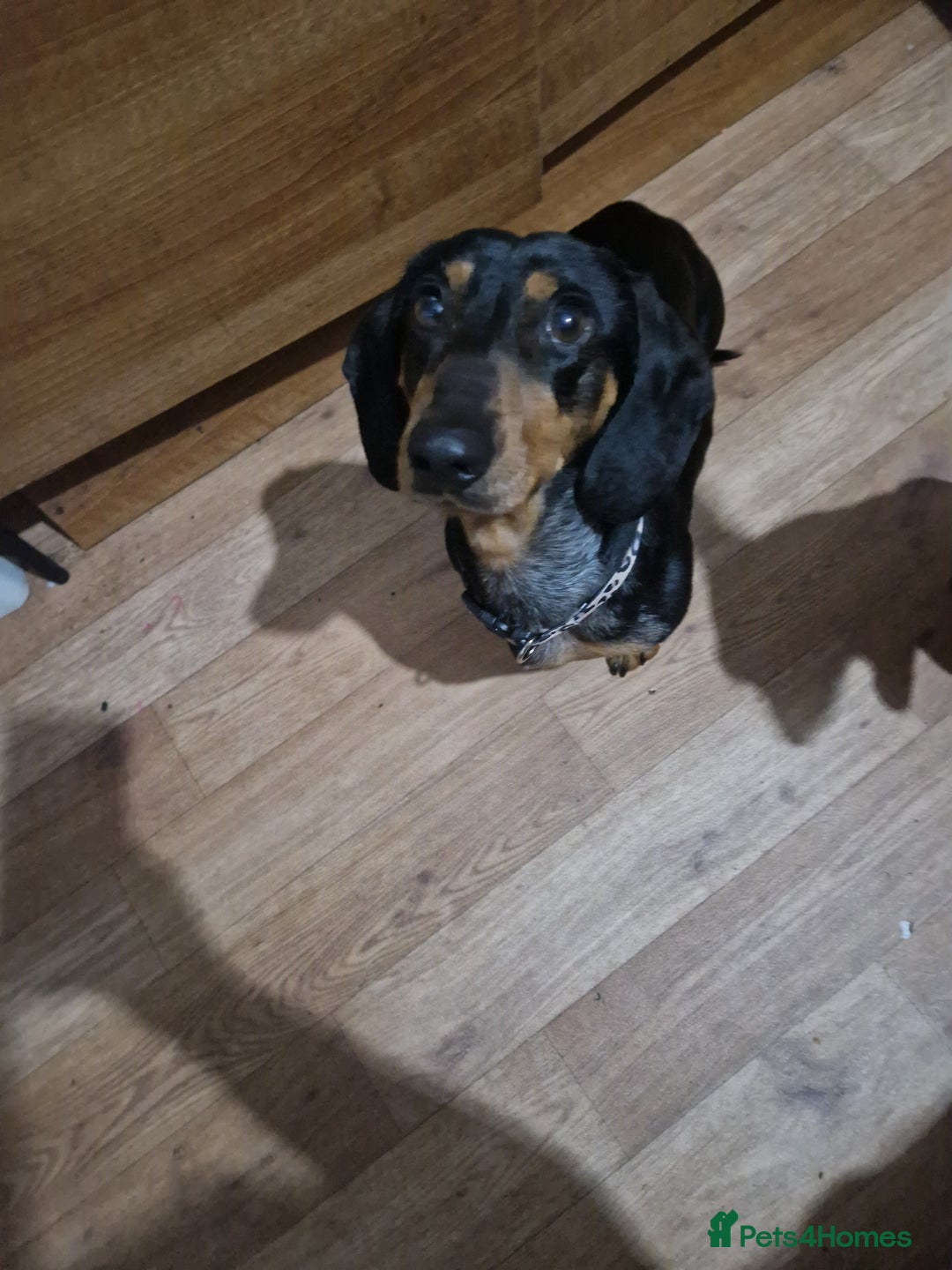 Miniature Dachshund dogs for sale: Beautiful Miniature dachshund  - Advert 5
