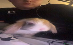 English Lop rabbits for sale: Baby lops for sale - Image 7