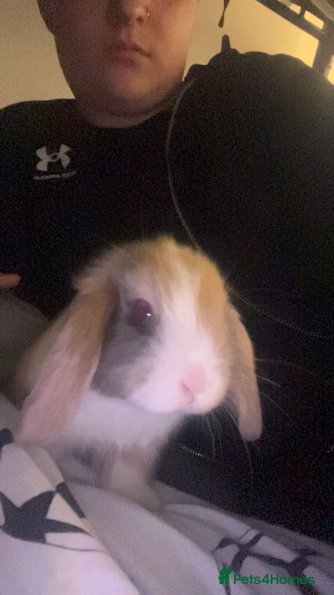 English Lop rabbits for sale: Baby lops for sale - Image 7