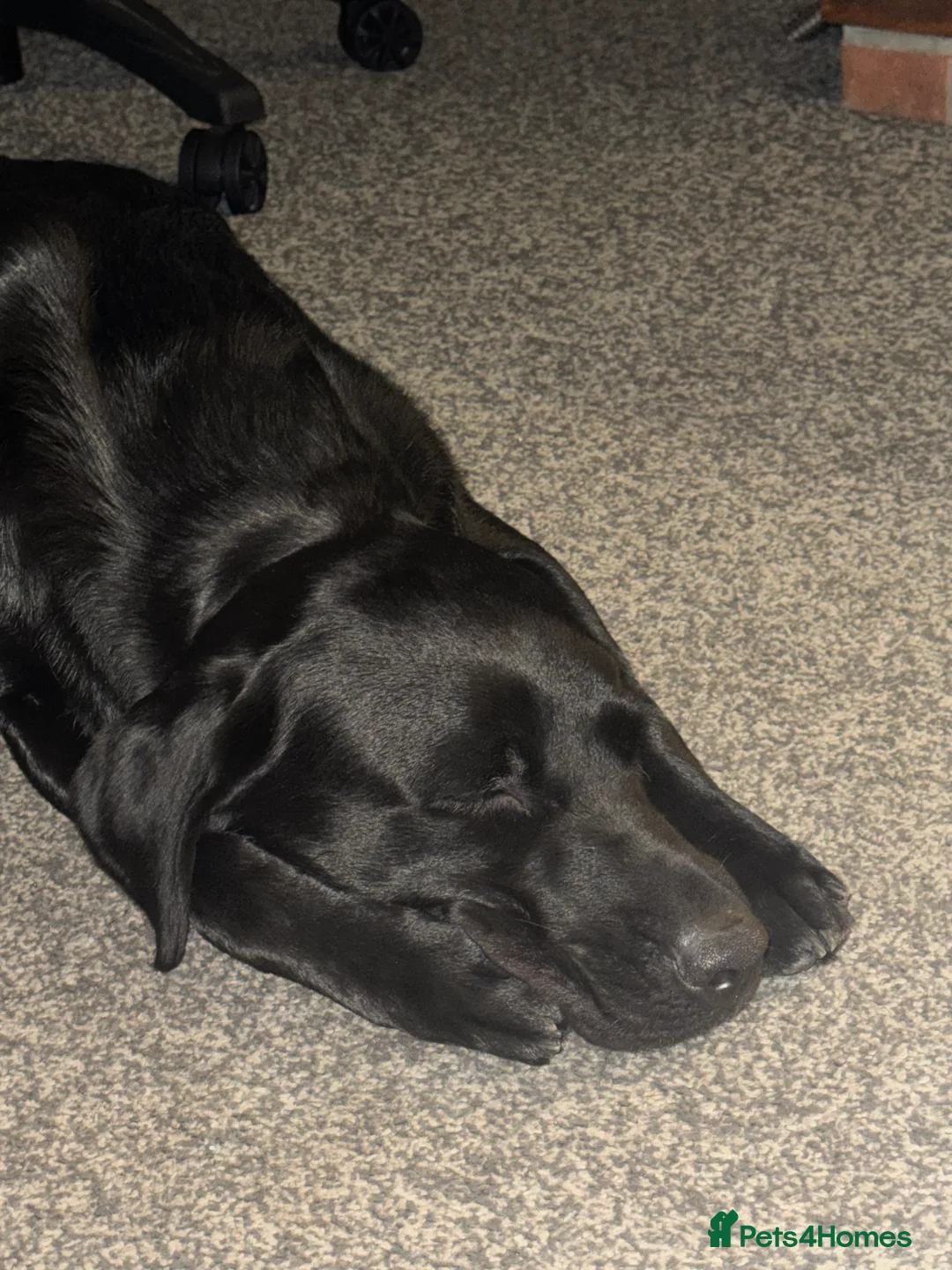 Labrador Retriever dogs for sale: 1 year old Lab Murphy - Advert 2