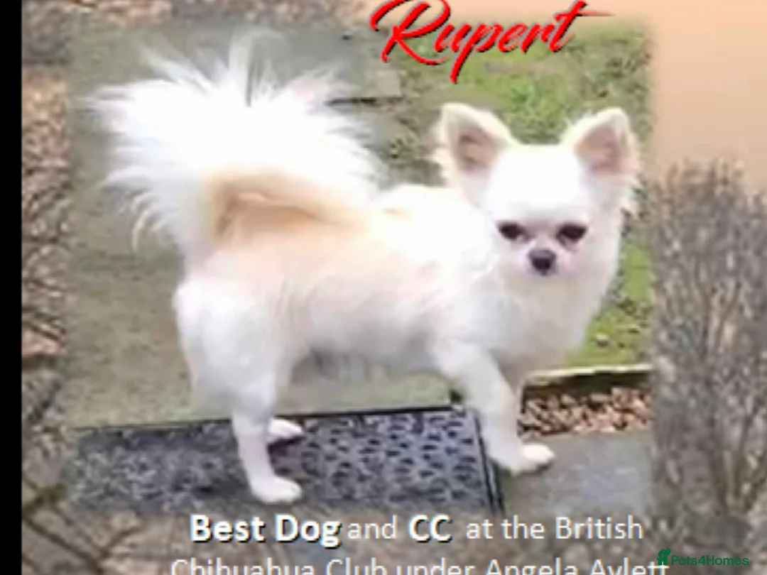 Chihuahua dogs for sale: Smoothcoat Chihuahua Boy - Advert 2