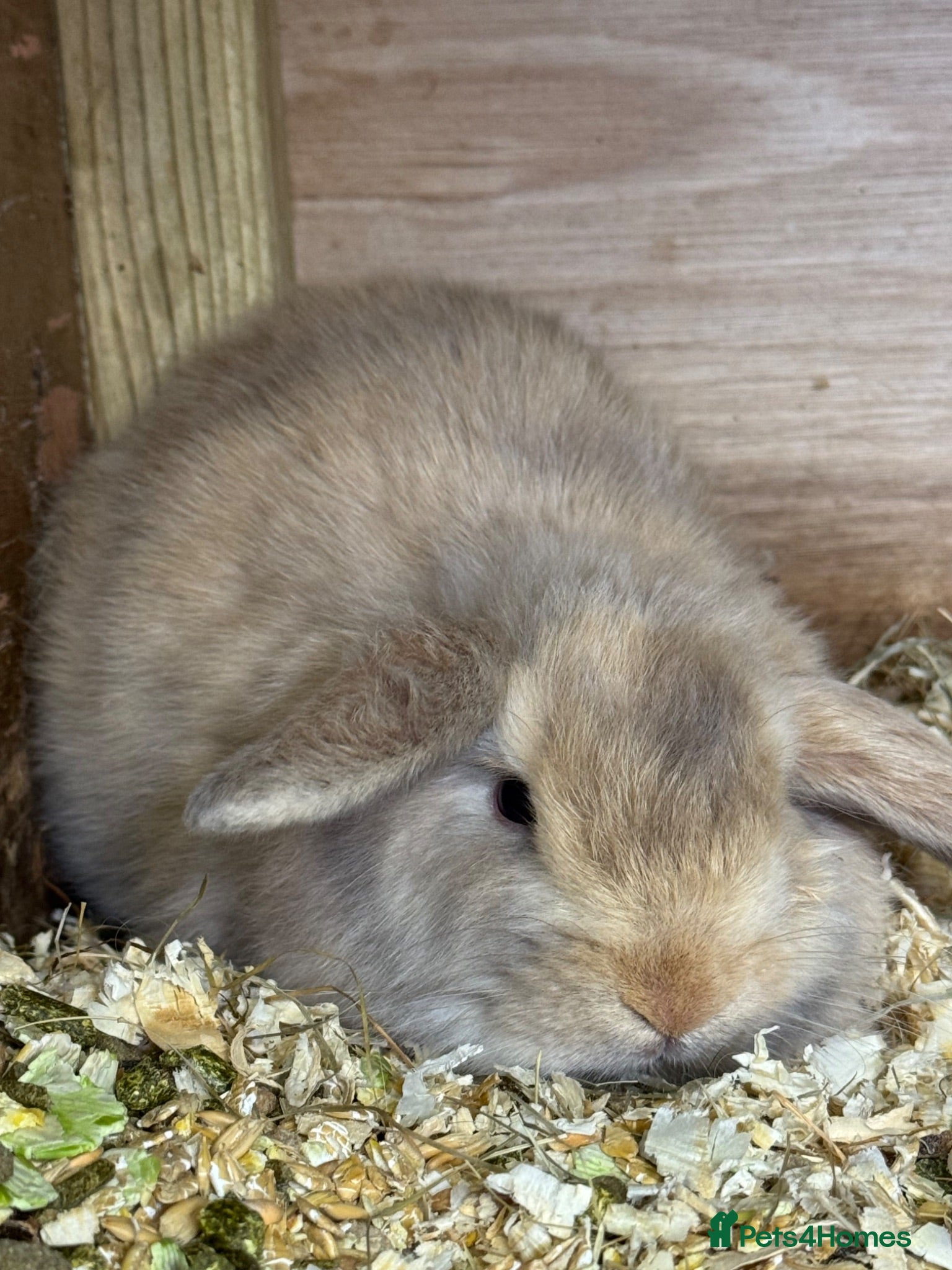 Mini Lop rabbits mini lop - Advert 2