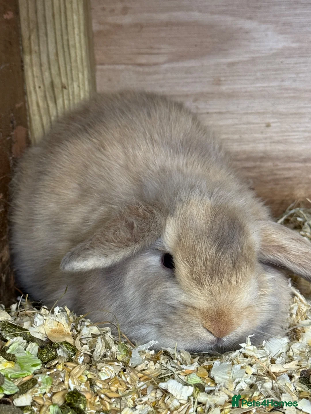 Mini Lop rabbits for sale: mini lop - Advert 2
