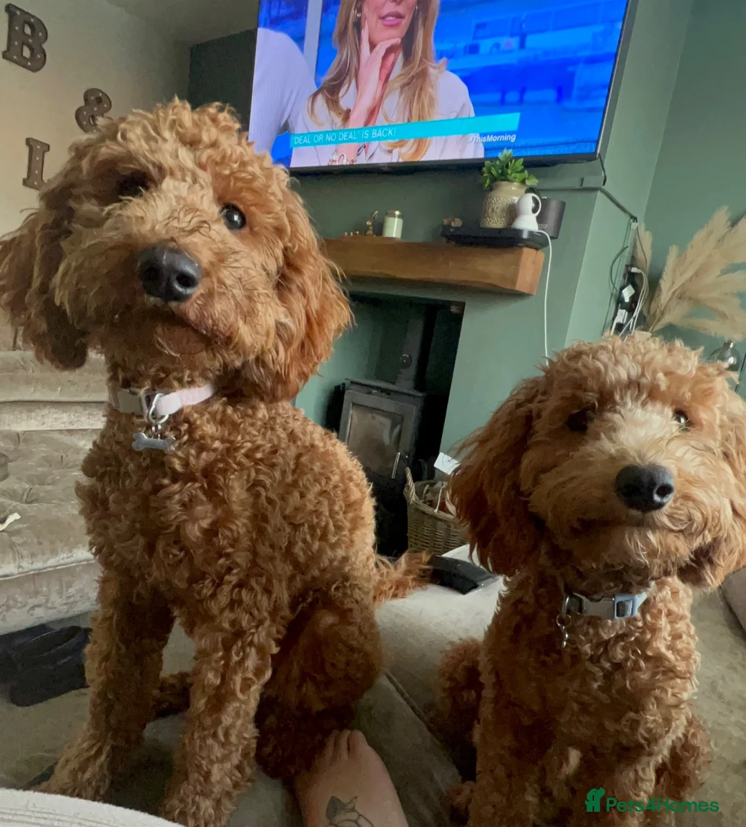 Cockapoo dogs for sale: F2 Cockapoo  - Advert 2