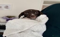 Mixed Breed dogs for sale: Chi sprocker  - Image 14