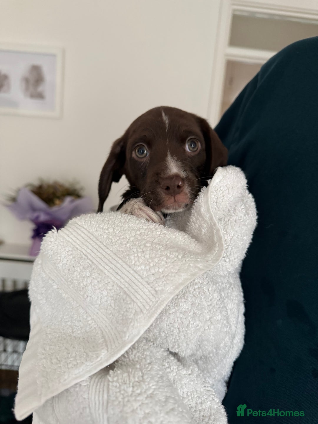 Mixed Breed dogs for sale: Chi sprocker  - Image 14