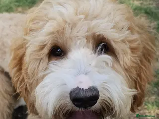 Labradoodle dogs Stunning Miniature Labradoodles Licensed - Advert 2