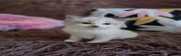 Ragdoll cats for sale: GCCF Registered Gorgeous Kittens  - Advert 12