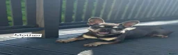 French Bulldog dogs for sale: New Shade Isabella Merle and Tan! - Advert 7