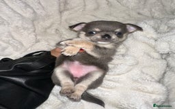 Chihuahua dogs for sale: chihuahua pups for sale  - Image 11