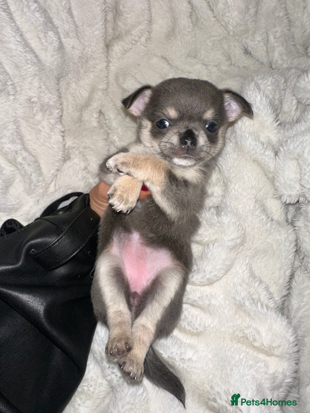 Chihuahua dogs for sale: chihuahua pups for sale  - Image 11