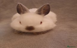 Netherland Dwarf rabbits for sale: Seven Litters Of Netherland Dwarf Babies - Image 5