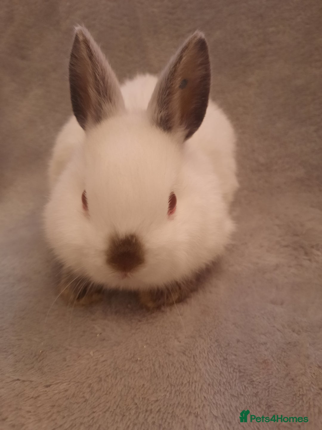 Netherland Dwarf rabbits for sale: Seven Litters Of Netherland Dwarf Babies - Image 5