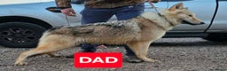 Saarloos Wolfdog dogs for sale: Czechoslovakian vlciak wolfdog puppies - Advert 8