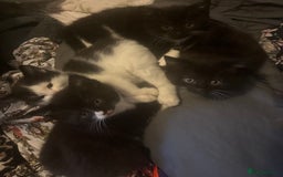 Mixed Breed cats for sale: Adorable Kittens, super cute!  - Image 4