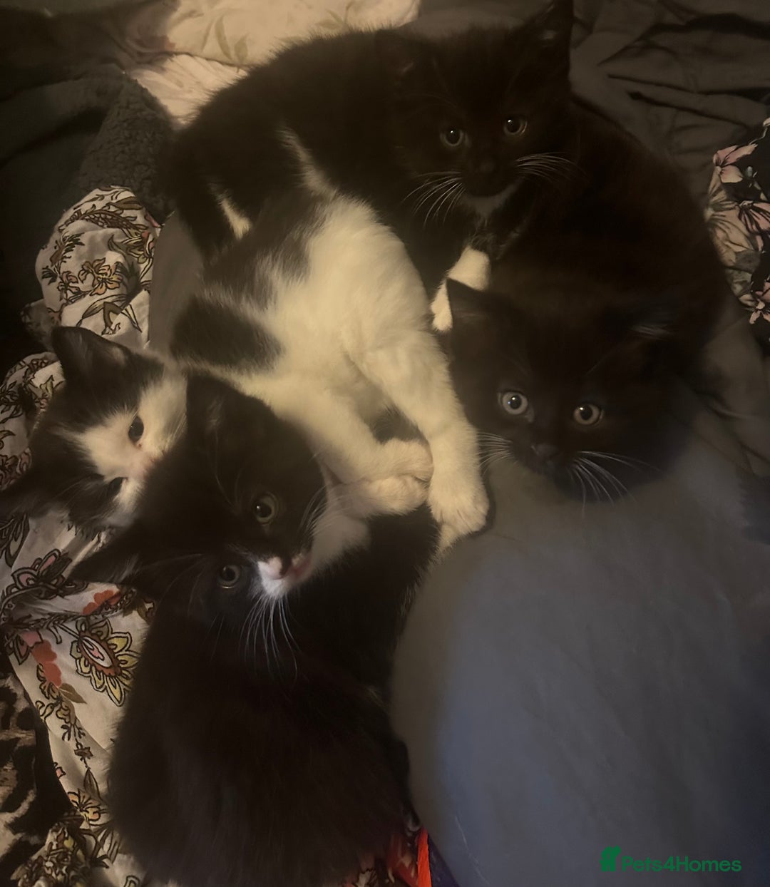 Mixed Breed cats for sale: Adorable Kittens, super cute!  - Image 4